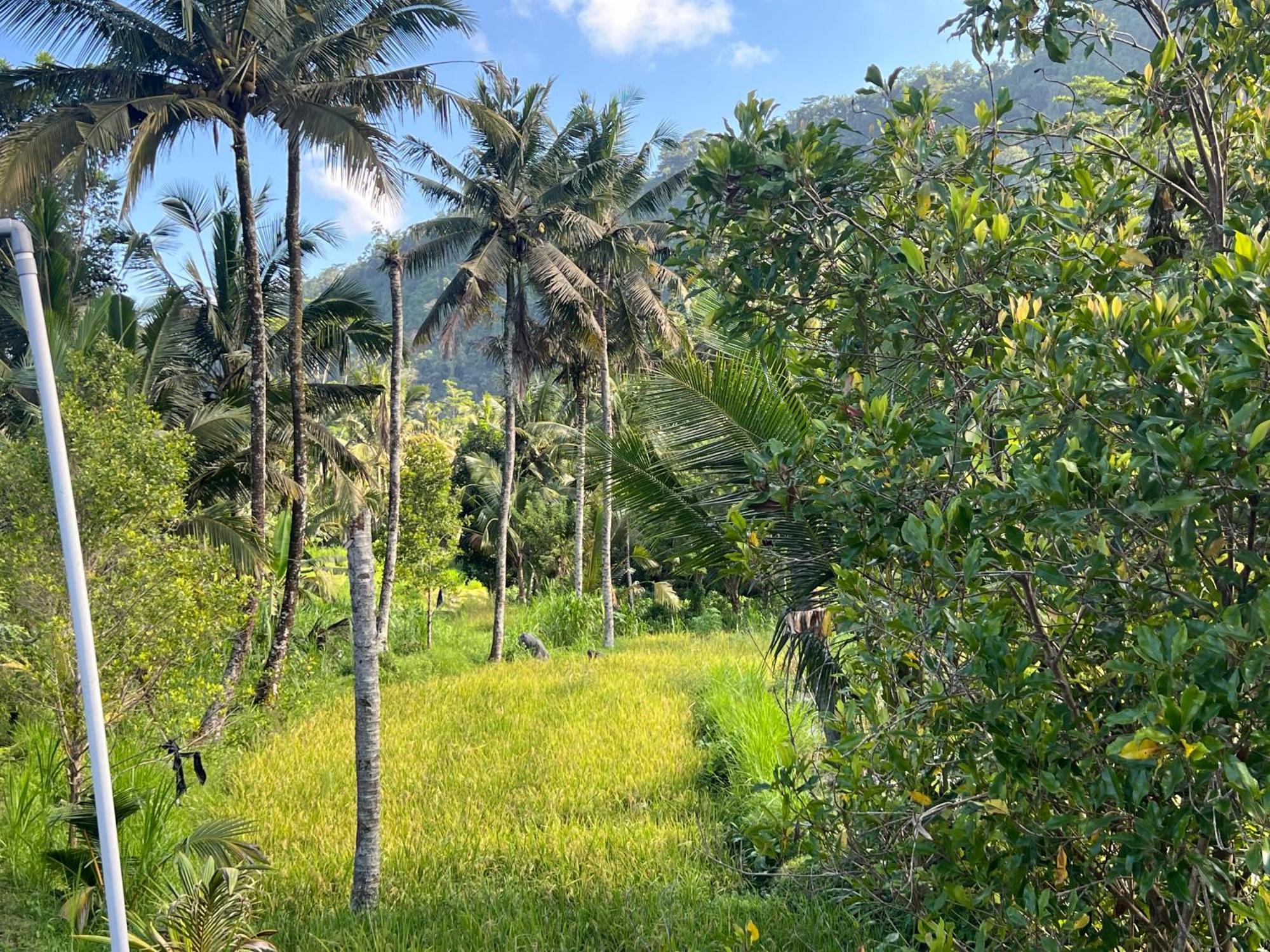 Villa Joglo Tepi Sungai Sidemen  Buitenkant foto